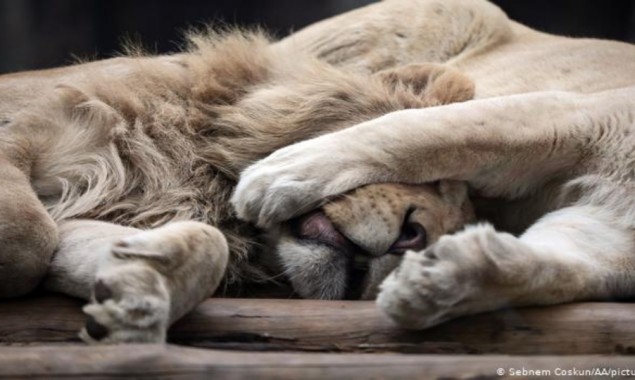 Four lions infected with COVID-19 at Barcelona Zoo