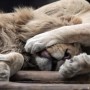 Four lions infected with COVID-19 at Barcelona Zoo