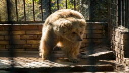 Jordan Sanctuary Welcomes Suzie & Babloo From Islamabad Zoo