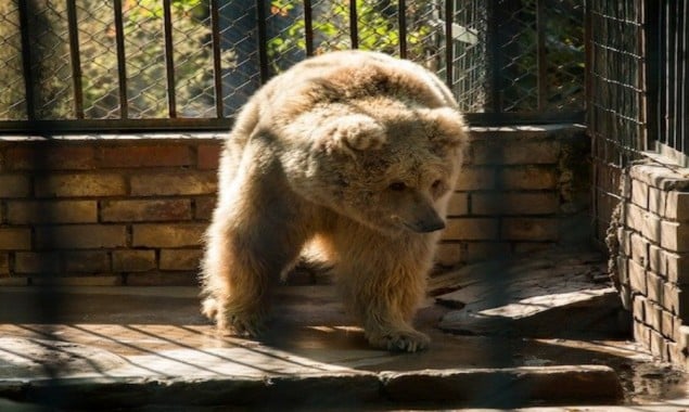 Jordan Sanctuary Welcomes Suzie & Babloo From Islamabad Zoo