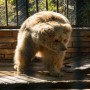 Jordan Sanctuary Welcomes Suzie & Babloo From Islamabad Zoo