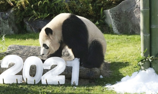 Giant Panda All Set To Welcome Year 2021 In Japan