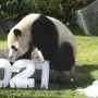 Giant Panda All Set To Welcome Year 2021 In Japan