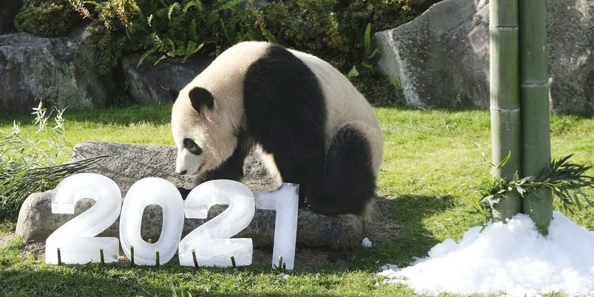 Giant Panda All Set To Welcome Year 2021 In Japan