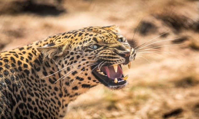Leopard enters airport premises, creating a scare