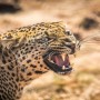 Leopard enters airport premises, creating a scare