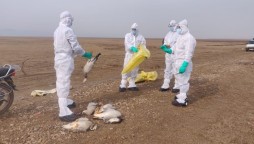 Bird flu in India