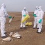 Bird flu outbreak in India kills more than 1800 birds