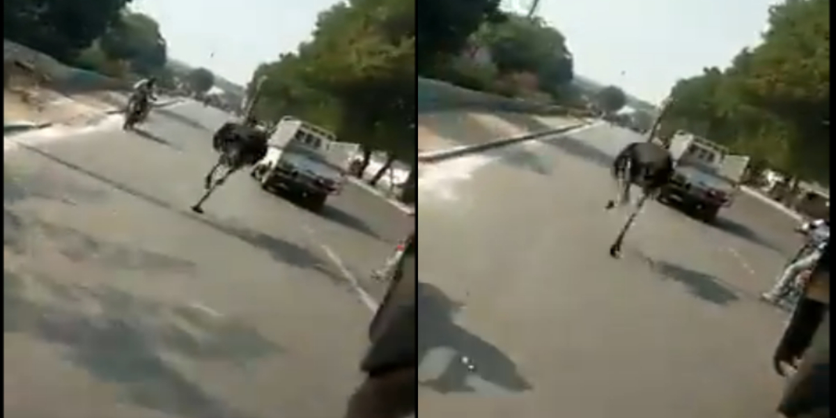Ostrich Karachi