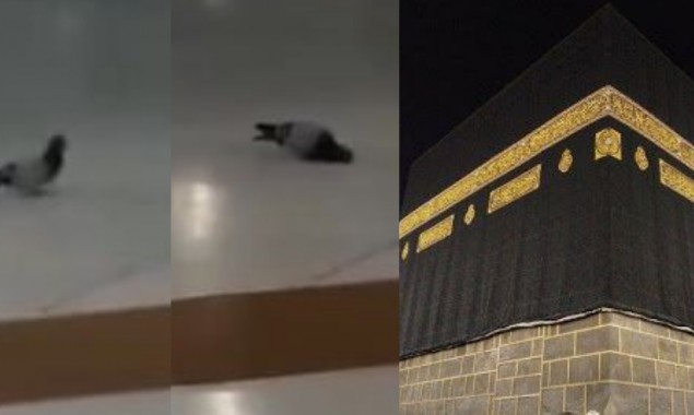 Video: A pigeon imitating act of Sujood towards Kaaba