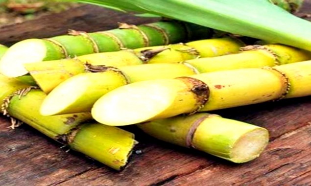 Punjab: More than 70 arrested in crackdown against illegal purchase of sugarcane