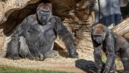 Two gorillas tested covid-19 positive