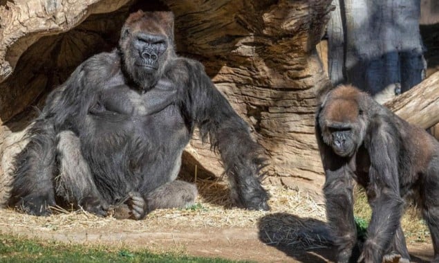 Two gorillas tested covid-19 positive