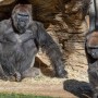 Two Gorillas At San Diego Zoo Contracted COVID-19