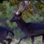 Lahore: Four black deer stolen from Safari Zoo