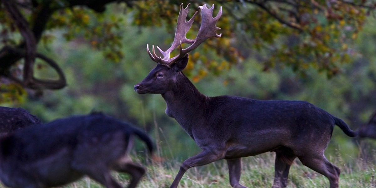 Black Deer stolen