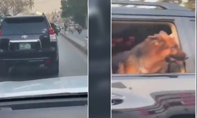 Video: Dog Enjoys Ride In Sindh Governor House’s Land Cruiser