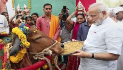 India To Conduct Nationwide 'Cow Science' Exam To Protect 'Sacred' Animal