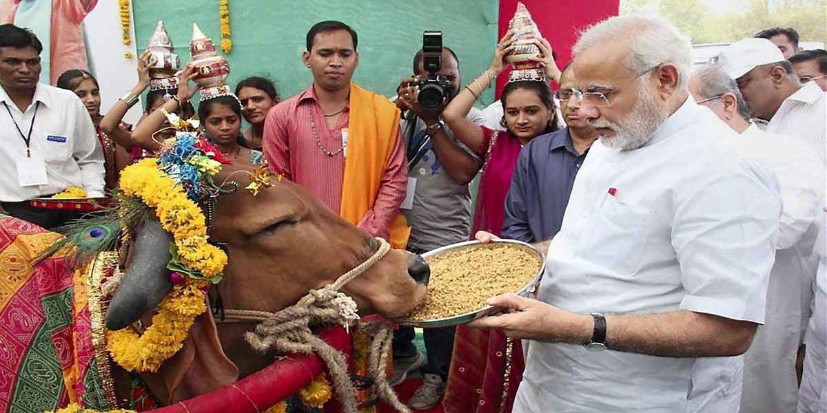 India To Conduct Nationwide 'Cow Science' Exam To Protect 'Sacred' Animal
