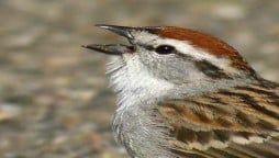 How Does Birds Chirping Affect Human Behavior?