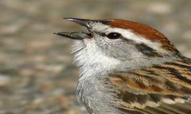 How Does Birds Chirping Affect Human Behavior?