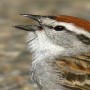How Does Birds Chirping Affect Human Behavior?