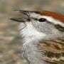 How Does Birds Chirping Affect Human Behavior?