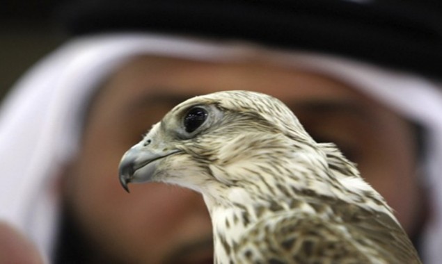 Permit To Export Falcons Issued To UAE As A Goodwill Gesture