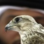 Permit To Export Falcons Issued To UAE As A Goodwill Gesture