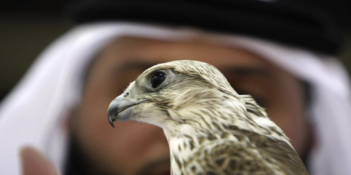 Permit To Export Falcons Issued To UAE As A Goodwill Gesture