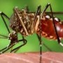 Dengue virus in Sri Lanka kills seven, infects over 17,000 people