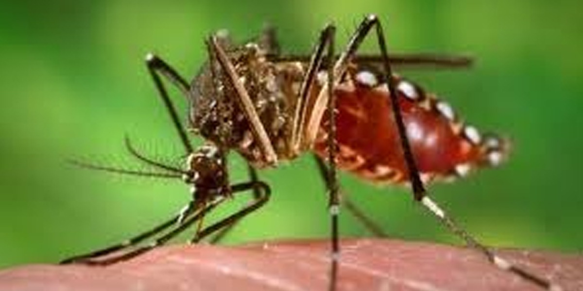 dengue