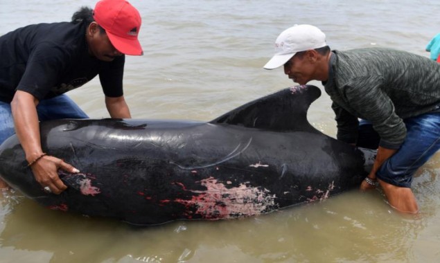 Forty-six whales die stranded on an Indonesian beach