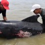 Forty-six whales die stranded on an Indonesian beach