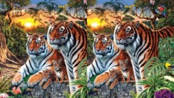 Can you find the number of tigers in this picture?