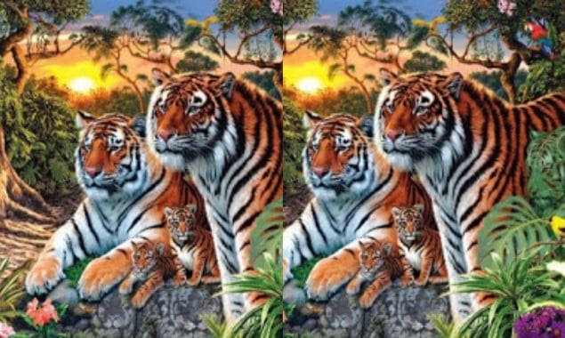 Can you find the number of tigers in this picture?