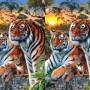 Can you find the number of tigers in this picture?