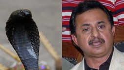 Poisonous Snake showed up in Haleem Adil Sheikh’s room