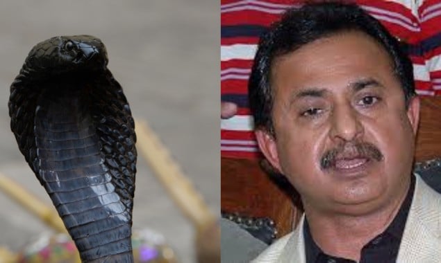 Poisonous Snake showed up in Haleem Adil Sheikh’s room