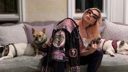 Lady Gaga dogs found