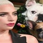 Information of Lady Gaga’s dognappers released