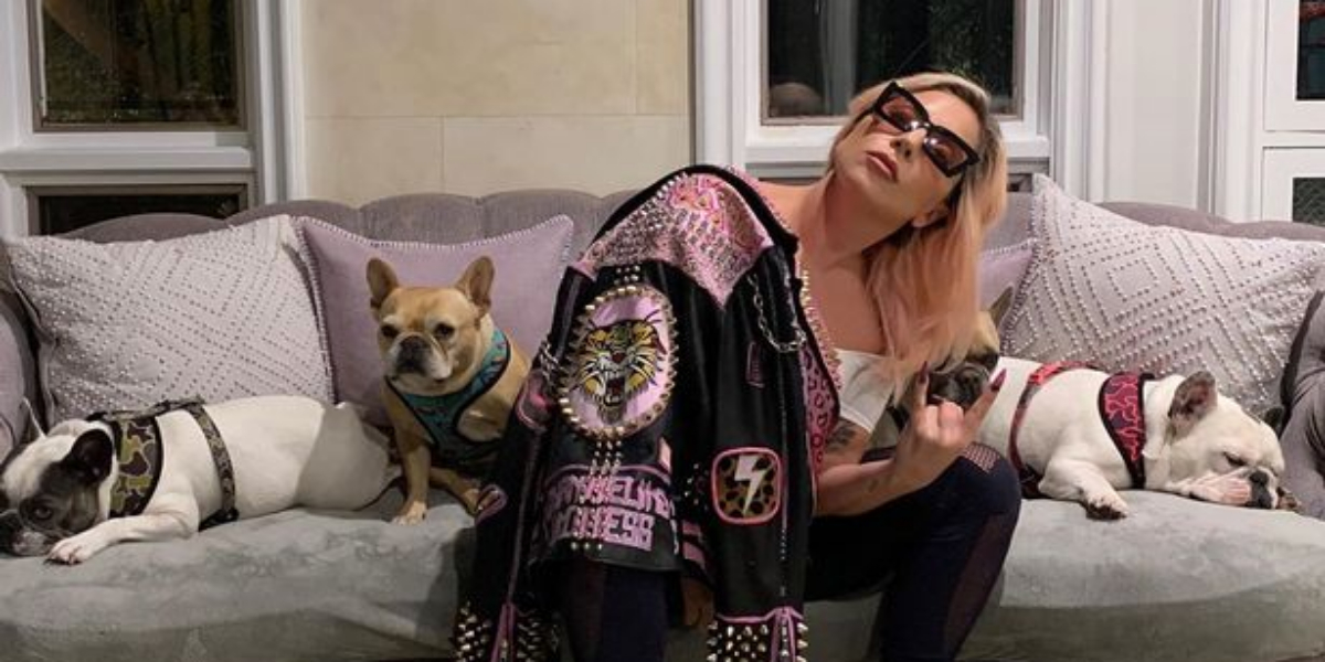 Lady Gaga dogs found