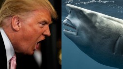 Photos: Shark has uncanny resemblance to Donald Trump