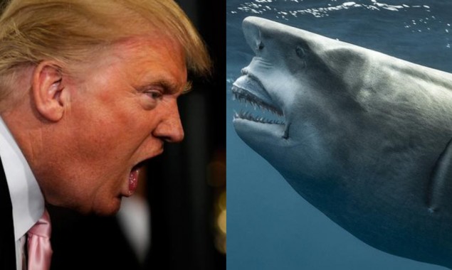 Shark Trump