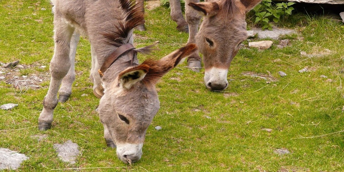 Andhra Pradesh Donkey Slaughter