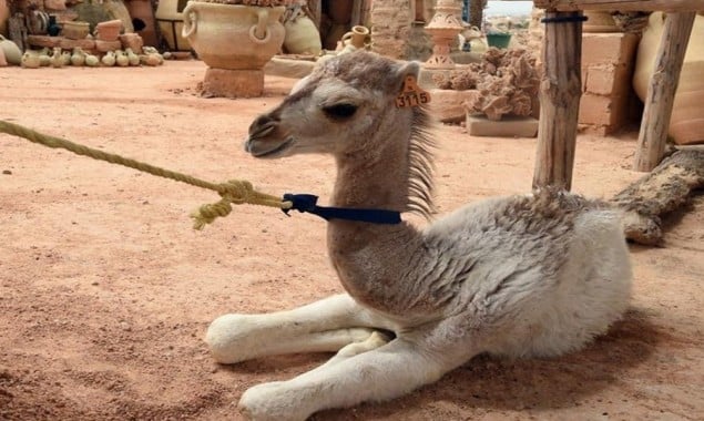 Dubai: Man steals baby camel to gift his girlfriend