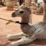 Dubai: Man steals baby camel to gift his girlfriend