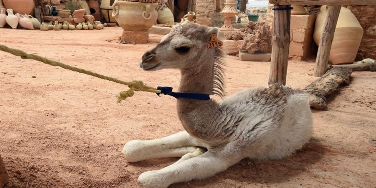 Baby camel stolen by a man in Dubai