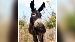 Having A Bad Day? This Donkey Swing Video Will Make You Giggle