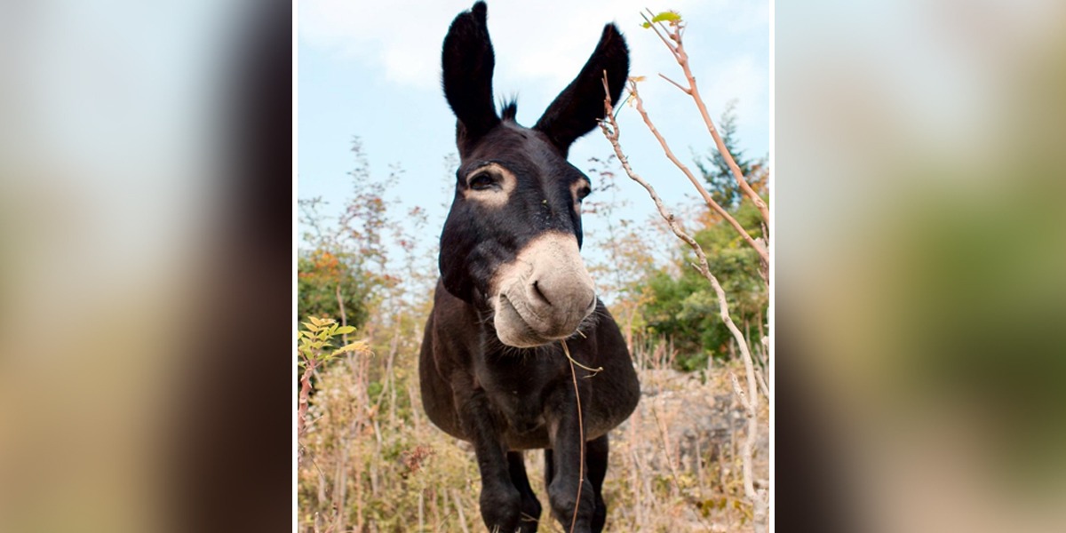 Having A Bad Day? This Donkey Swing Video Will Make Giggle